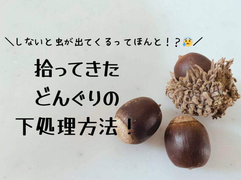 どんぐりの下処理は簡単？遊ぶ前にしないと虫が出てくる！？処理方法を紹介！